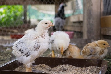 Chicken on the farm. Slovakia