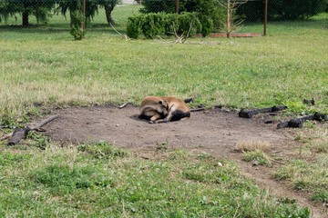 Goat in the garden. Slovakia