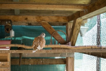 Dove on the nest. Slovakia