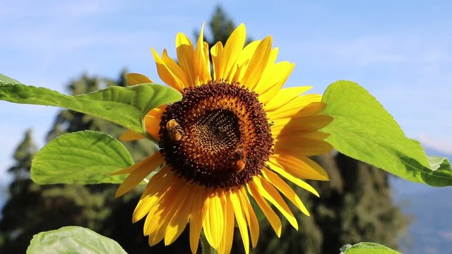 Bumblebee on sunflower in summer