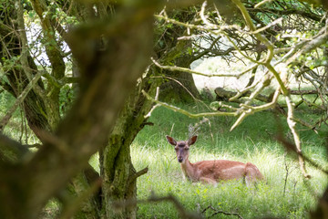 Fallow deer in nature