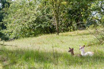 Fallow deer whit baby in nature