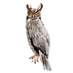 Sky bird owl  in a wildlife by watercolor style isolated. Wild freedom, bird with a flying wings. Aquarelle bird for background, texture, pattern, frame, border or tattoo.