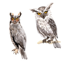 Sky bird owl  in a wildlife by watercolor style isolated. Wild freedom, bird with a flying wings. Aquarelle bird for background, texture, pattern, frame, border or tattoo.