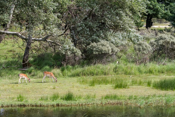 Fallow deer whit baby in nature