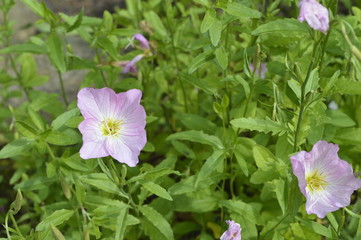 Rosea Oenothera speciosa - perennial with rose-ups and lovely pink flowers