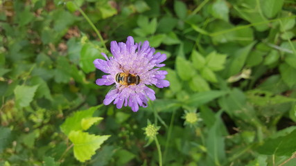 l'abeille