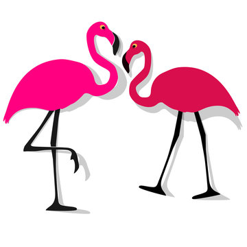 Two Flamingos couple pink on a white background.