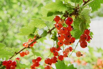 A bunch of red currants in the bush