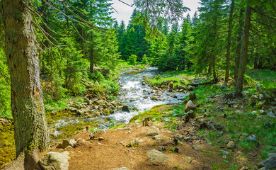 Fast mountain stream flowing in a summer forest on a sunny day