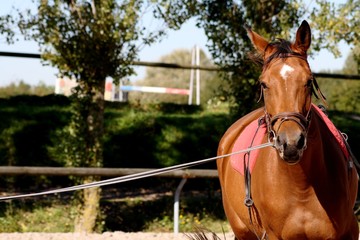 Fototapeta premium longe cheval