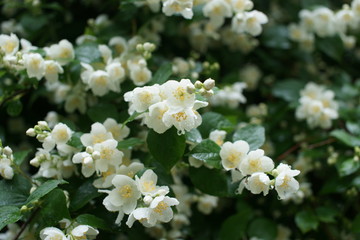 Magnificent blooming Philadelphus