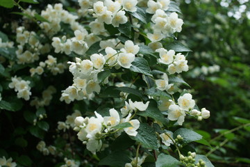 Magnificent blooming Philadelphus