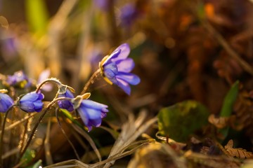 Lierworts blooming at springtime