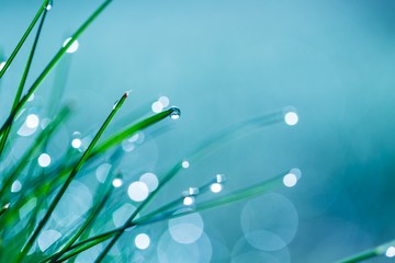 Wet grass with morning dew macro