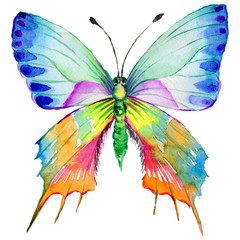 Exotic butterfly wild insect in a watercolor style isolated. Full name of the insect: butterfly. Aquarelle wild insect for background, texture, wrapper pattern or tattoo.