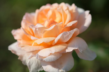 Beautiful garden rose in the garden