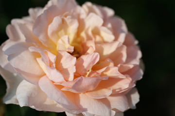 Fototapeta na wymiar Beautiful garden rose in the garden