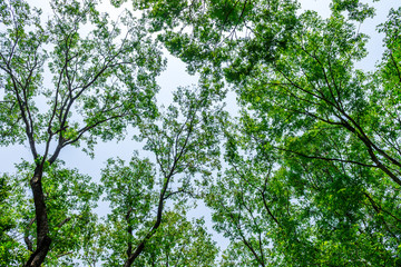 Background of nature