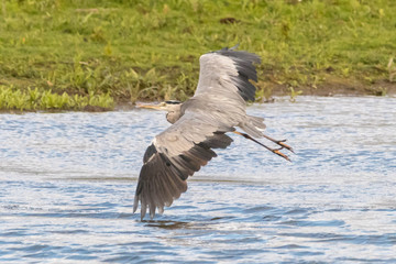 Grey Heron