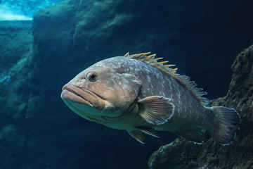 Obraz na płótnie Canvas Polyprion americanus, Wreckfish, stone bass, a big Atlantic fish, underwater life