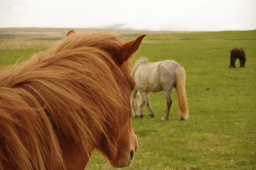 Naklejka na ściany i meble Horses in Iceland