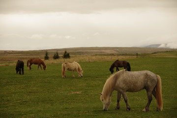 Horses in Iceland