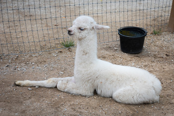 Big white llama in a Milwaukee zoo