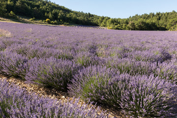 Obraz premium Lavender field in Provence, near Sault, France