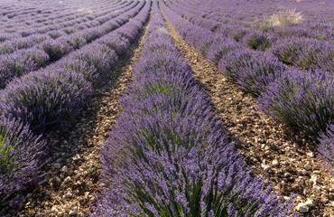 Obraz na płótnie Canvas Lavender field in Provence, near Sault, France