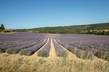 Naklejka na ściany i meble Lavender field in Provence, near Sault, France