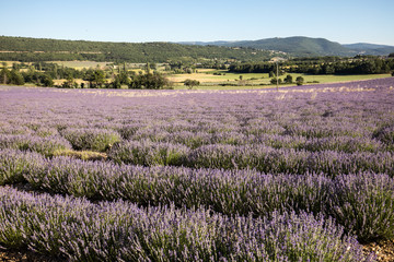 Obraz premium Lavender field in Provence, near Sault, France