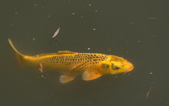 Big yellow fish swimming in a river