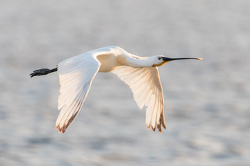 Spoonbill flying away into the sunset