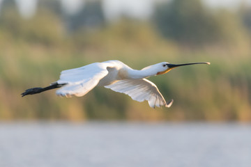 Spoonbill flying away into the sunset