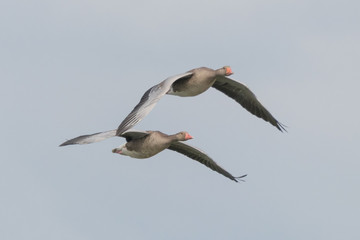 Geese in flight