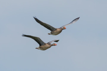 Geese in flight