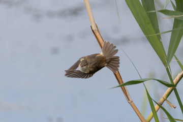 Bird perched on a reed series