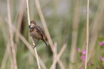 Bird perched on a reed series