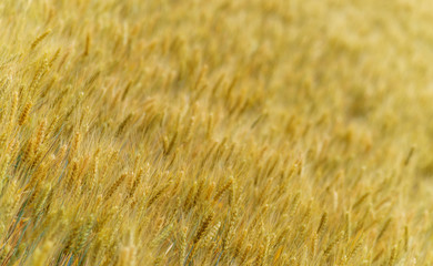 Wheat field