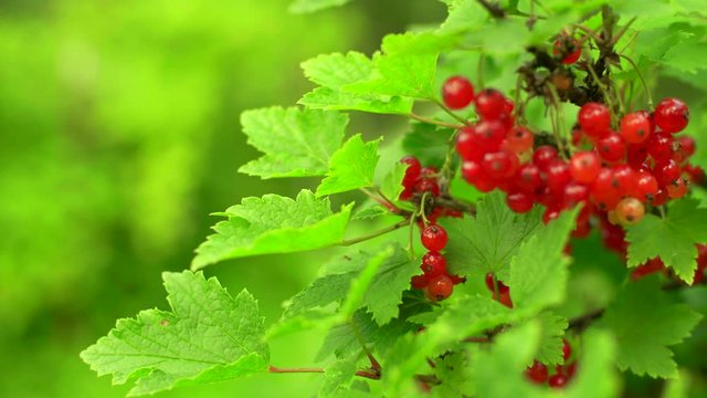 Bush with redcurrant berries in the garden. Closeup slider shot.