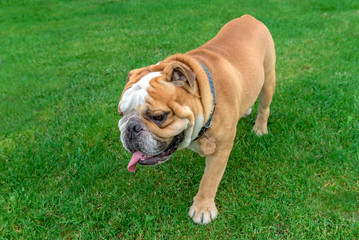 Big English bulldog