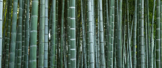 Papier Peint photo autocollant Bambou Bamboo forest, Japan