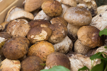 Funghi Porcini
