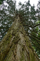 A tree at Escot, Devon