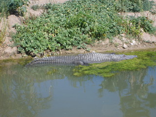 crocodile réserve naturelle de sigean