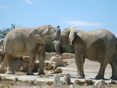 accolade &eacute;l&eacute;phants r&eacute;serve naturelle de sigean