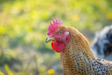 Close up of hen face