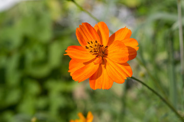 Wildflowers