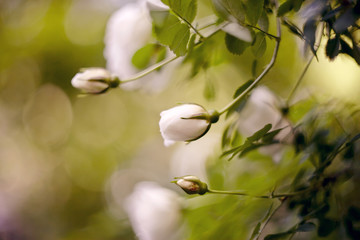 Fototapeta na wymiar Dogrose flowers bud on a branch